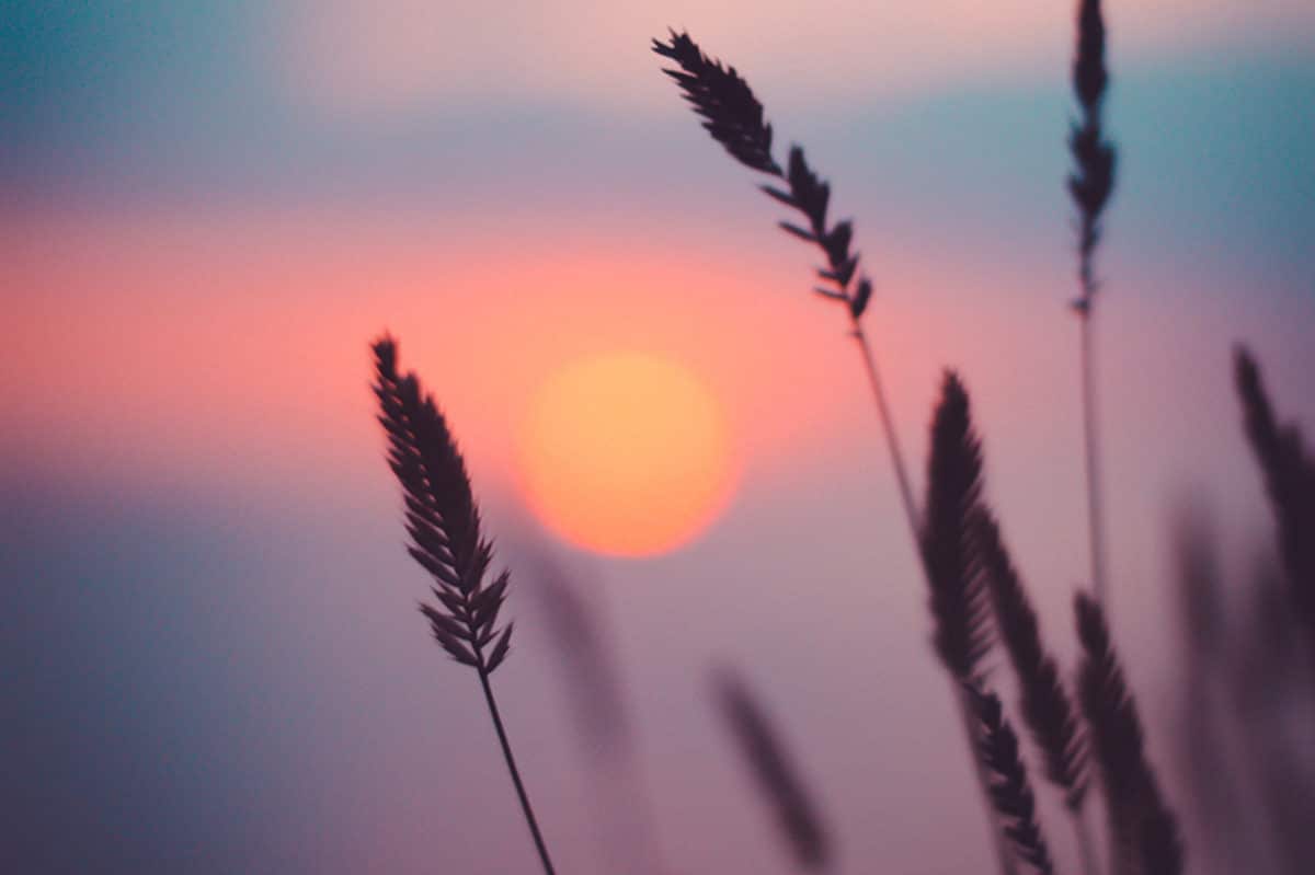 Sunset through stalks of wheat