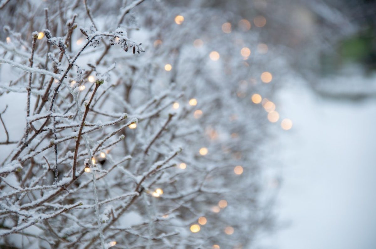 White lights on a snowy hedge