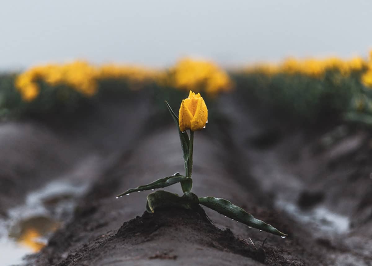 A tulip in a field after rain