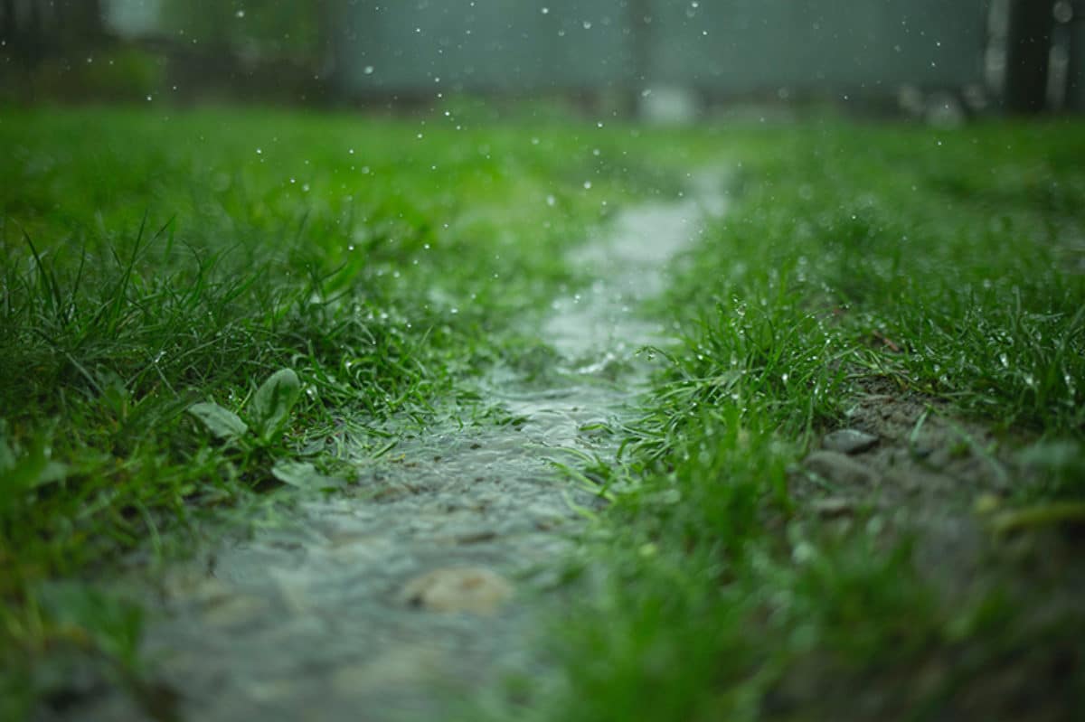Heavy rain falling on green grass