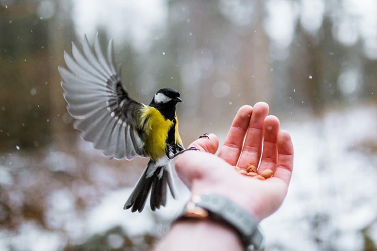 Bird feeding from hand